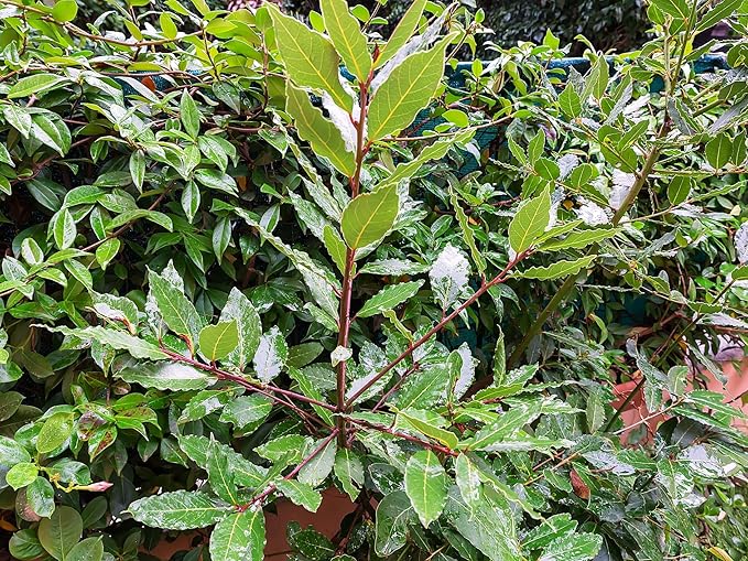 Greenwood Nursery: Live Perennial Plants - Bay Laurel Herb + Laurus Nobilis - [Qty: 1x 2.5 Pot] - (Click for Other Available Plants/Quantities)