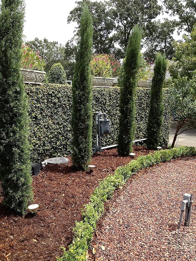 Florida Foliage Italian Cypress Tree | 10 Live Seedlings Cupressus Sempervirens Formal Elegant Mediterranean Style Plants, Green