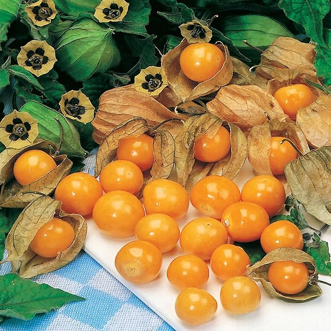 Seeds Cape Gooseberry Peruvian Groundcherry - Orange Physalis - Heirloom Fruit - GMO Free