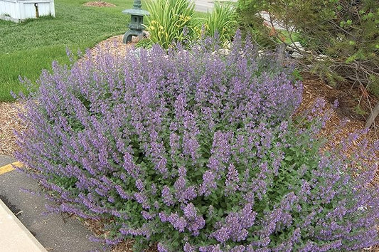 Greenwood Nursery: Live Perennial Plants - 'Walkers Low' Catmint + Nepeta × Faassenii - [Qty: 2X Pint Pots] - (Click for Other Available Plants/Quantities)