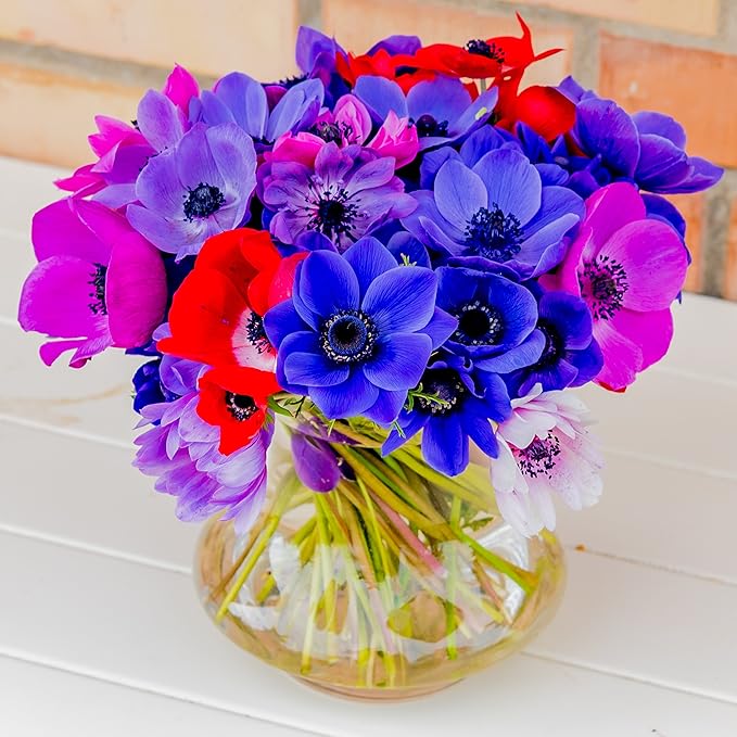 Easy to Grow Anemone Monarch de Caen Mix 60 Plant Bulbs - Blue Pink Purple Red Flowers in Spring, Full Sun Outdoor Zones 8-10