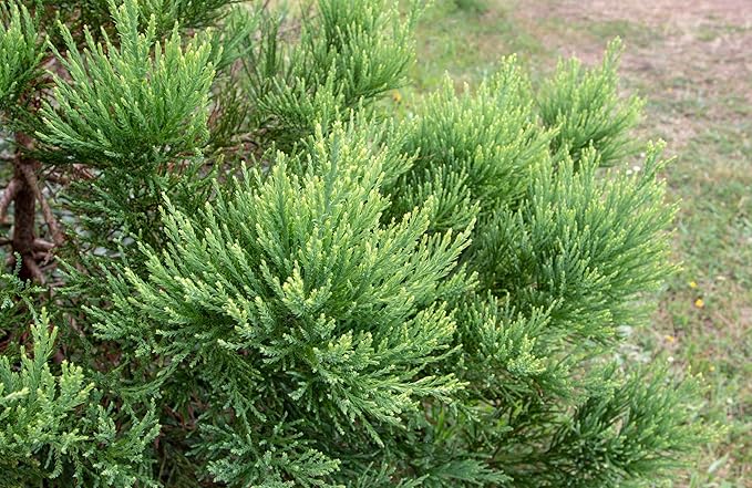 5 Live Giant Sequoia Tree Sapling (Approx. 1'-1.5' Tall)- Nature’s Giant in Your Backyard