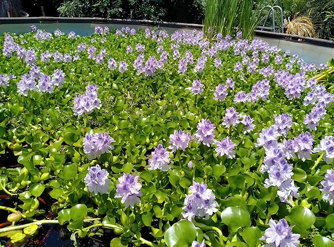 5 Live Water Hyacinth Plants, Purple Flowers, Floating Aquatic Plants for Ponds and Water Gardens
