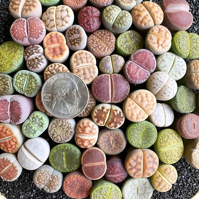 Lithops Random Mix Rare Live Succulent Plants, 30/50/100 Pcs Succulent Live Plant, Bare Root Without Pot Soil, Garden Indoor Office, Friend Plant Lovers Gifts (Large 100pcs)
