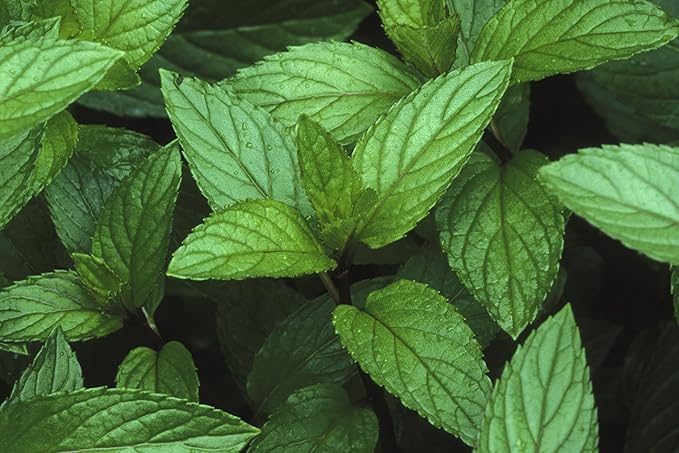 Peppermint Seeds 100 Seeds, COOL BEANS N SPROUTS Brand. Herb Seeds. Home Gardening.