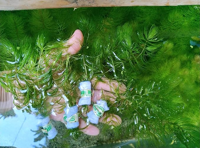 Live Hornwort Aquarium Plants, 4 Bunches with 3 Stems Each, 6-8 Inch Length, Freshwater Submerged Plants for Fish Ponds