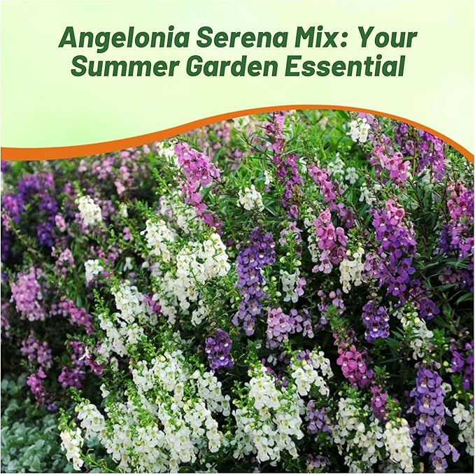 Outsidepride Serena Mix Angelonia Snapdragon Seeds for Planting - 10 Pcs Perennial Flower Seeds, Pollinator-Friendly, Heat, Humidity & Drought-Tolerant, Compact Growth Habit for Containers