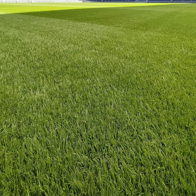 Outsidepride Full House Bermuda Grass Seed Mix - 2 lbs. Premium Warm Season Turf Blend of Traffic & Drought-Tolerant Monaco & Hollywood Bermuda Grass Seeds for Lawn, Golf Courses & Fairways