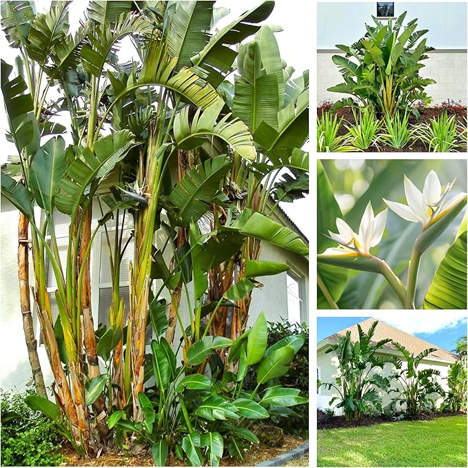 Bird of Paradise - White - Strelitzia Nicholai. (2 White BoP in Sac)