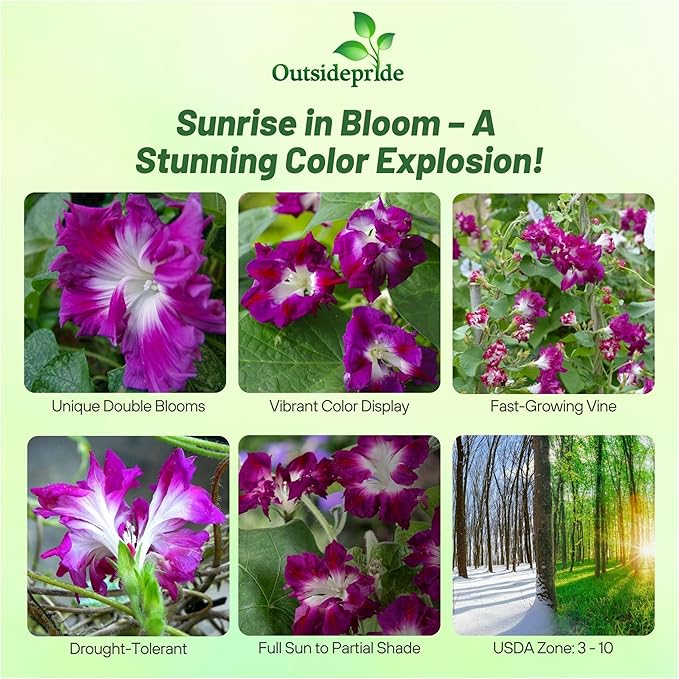 Outsidepride Sunrise Serenade Morning Glory Seeds - 100 Pcs. Annual, Climbing & Vining Flower Seeds for Planting Cerise & Purple Blooms, Ideal for Gardens, Trellises & Vertical Landscapes