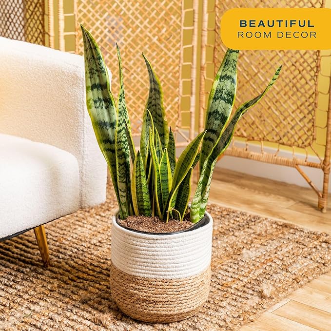 Costa Farms Snake Plant, Live Plant in Decorative Pot, Easy to Maintain, Large Air Purifying Succulent Indoor Houseplant, Assorted Variety, Home, Room, or Office Décor, 2-3 Feet Tall