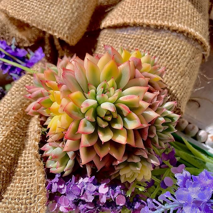 Echeveria Mebina Variegata Succulent Plants Live – Rare Variegated Succulent, Easy Care Bare Root Plant for Indoor Outdoor Home Decor