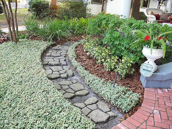 Variegated Asiatic Jasmine | 10 Live Plants | Trachelospermum Asiaticum | Fast Growing Ground Cover, Evergreen Foliage, Low Maintenance Vine, Landscaping Shrub, Drought Tolerant Plant