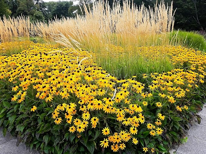 Greenwood Nursery: Live Perennial Plants - Black-Eyed Susan + Rudbeckia Fulgida 'Goldsturm' - [Qty: 2X Pint Pots] - (Click for Other Available Plants/Quantities)