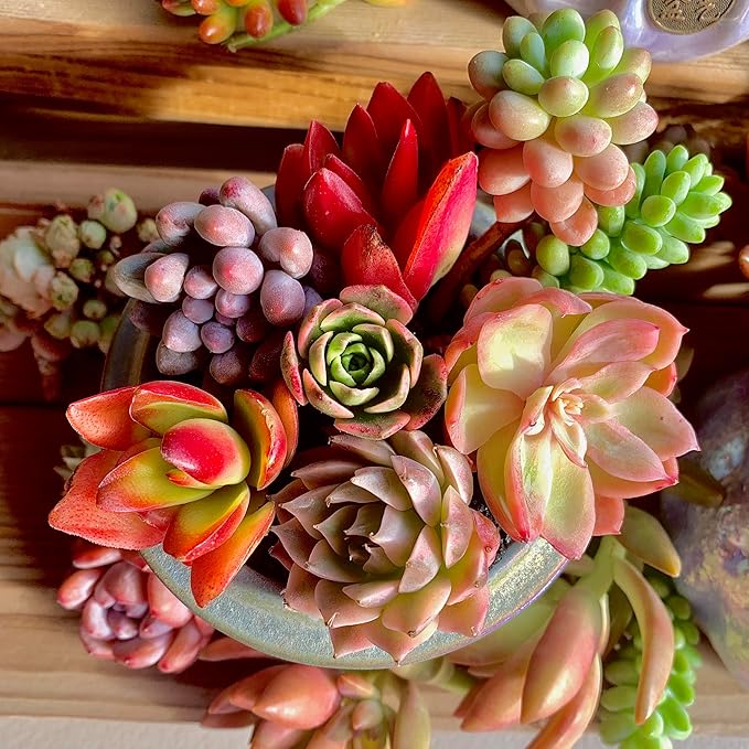 Succulent Cuttings 12pcs Rare Succulents Plants Live, Bare Root Without Pot Soil,No Repeats – Indoor Outdoor DIY Garden Decor Wedding Favors Terrarium Starter Kit