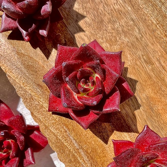 Succulent Plants Live Echeveria Agavoides v. Romeo Rubin – Easy Care Bare Root Succulents for Indoor Outdoor Decor, Mini Live Plants for Home, Garden, Office, & Gift Ideas