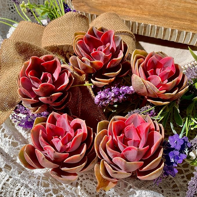 Echeveria Rainbow Succulent Live Plant – Rare Colorful Echeveria, Bare Root Succulent for Indoor/Outdoor Decor, Easy Care Houseplant for Home Garden & Gift