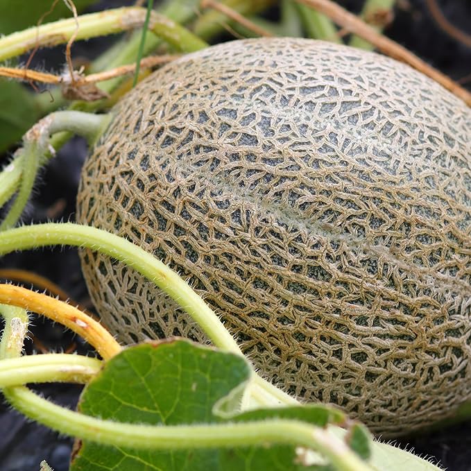 Organic Cantaloupe Seeds (Hales Best Jumbo) - Approx 80 Seeds - USDA Organic, Non-GMO, Open Pollinated, Heirloom, USA Origin (Pack of 2)