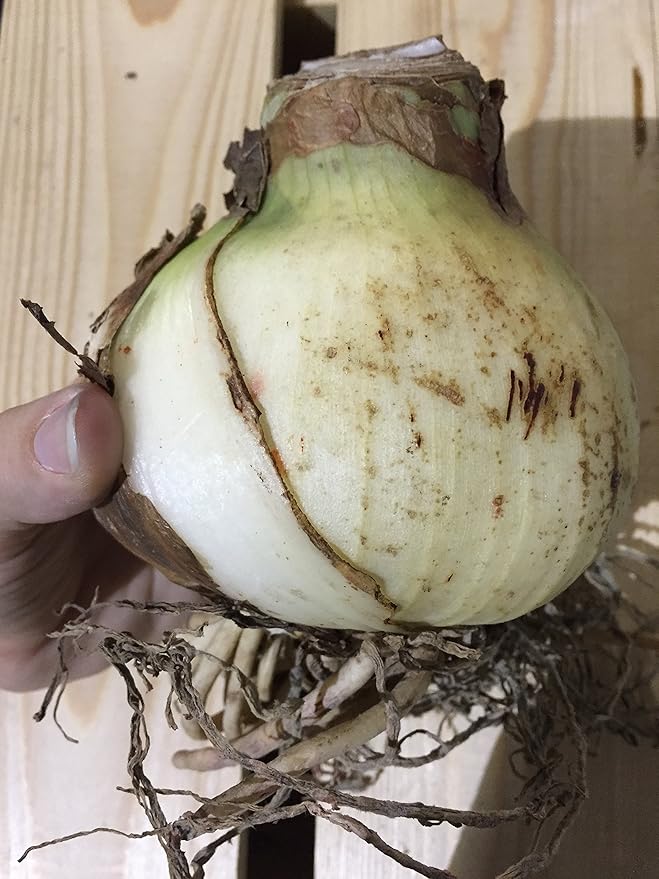Clown Amaryllis Bulb in Huge Bulb 28-36cm, Easy to Grow!