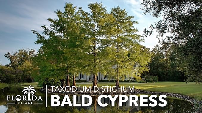 Bald Cypress | 10 Live Trees | Taxodium Distichum | Fast Growing Shade Tree Wet Tolerant