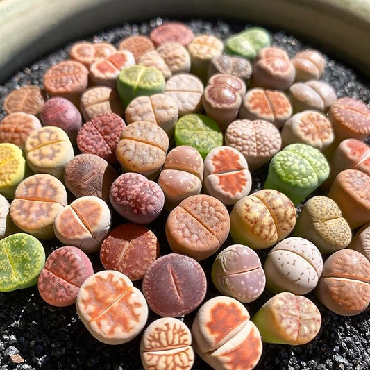 Lithops Random Mix Rare Live Succulent Plants, 30/50/100 Pcs Succulent Live Plant, Bare Root Without Pot Soil, Garden Indoor Office, Friend Plant Lovers Gifts (Normal 30pcs)