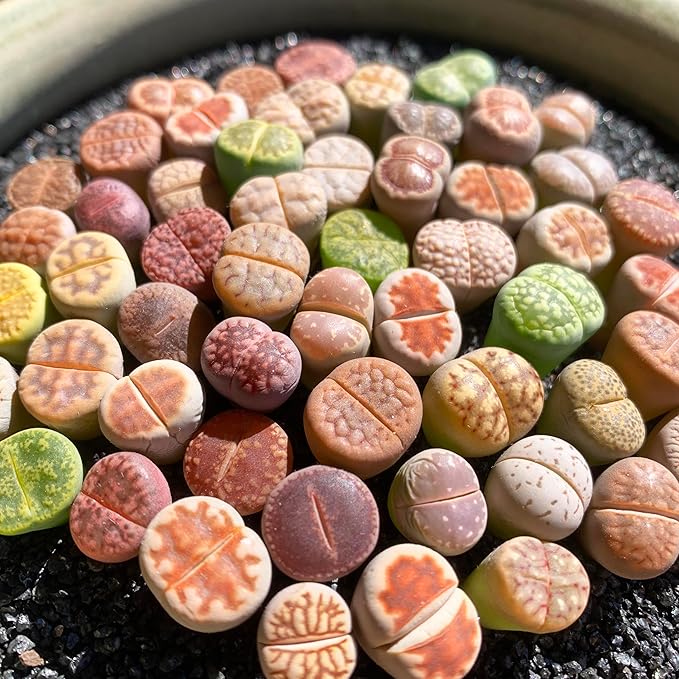Lithops Random Mix Rare Live Succulent Plants, 30/50/100 Pcs Succulent Live Plant, Bare Root Without Pot Soil, Garden Indoor Office, Friend Plant Lovers Gifts (Normal 50pcs)