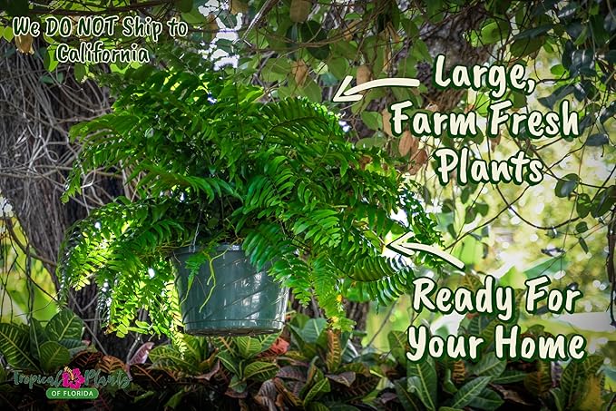 Live Boston Fern Hanging Basket Plant (10" Hanging Basket) - Overall Spread 25" to 30" - Tropical Plants of Florida