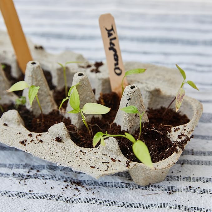 Modern Sprout Travel Trio Mexico City Market; Travel-Inspired Seed Kit with Jalapeno Deseeder, Organic Seed Starting; Gardening Gift (Mexico City Market)
