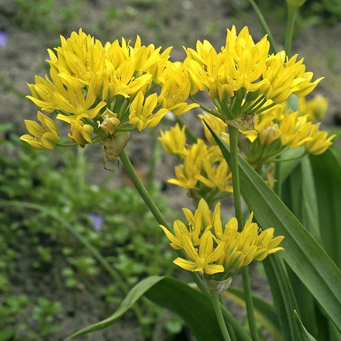 Easy to Grow Allium Moly Golden Onion 20 Plant Bulbs - Yellow Flowers Spring to Summer, Outdoor Low-Mainteance Full Sun