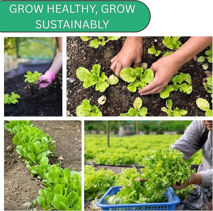 Woods Creek Seeds: Summer Bibb Heirloom Lettuce Seeds for Planting - Over 2,700 Non-GMO Seed Pack for Growing Indoors, Outdoors, or as Hydroponic Seeds - Beginner-Friendly Green Leaf Lettuce Seed