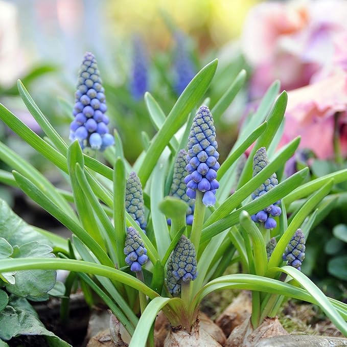 Easy to Grow Grape Hyacinth Muscari Armeniacum 30 Plant Bulbs - Blue Flowers in Spring, Sun Outdoor Zones 4-8