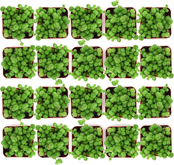 Shop Succulents String of Pearls Succulent Plant 2" Grow Pot Pack of 32