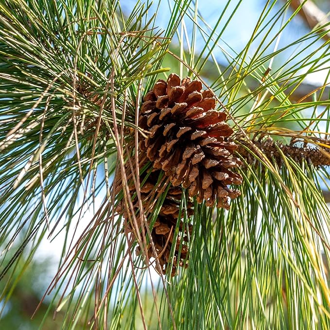 Slash Pine Tree | 3 Large Gallon Size Pots | Pinus elliottii | Fast-Growing Evergreen | Landscape Shade Plants