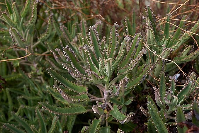 Smoke Camp Crafts Organic Mother of Thousands Plant (Kalanchoe daigremontiana) 2.5 inch Pot - Organic Easy-to-Grow Succulent House Plant for Home or Office Decor
