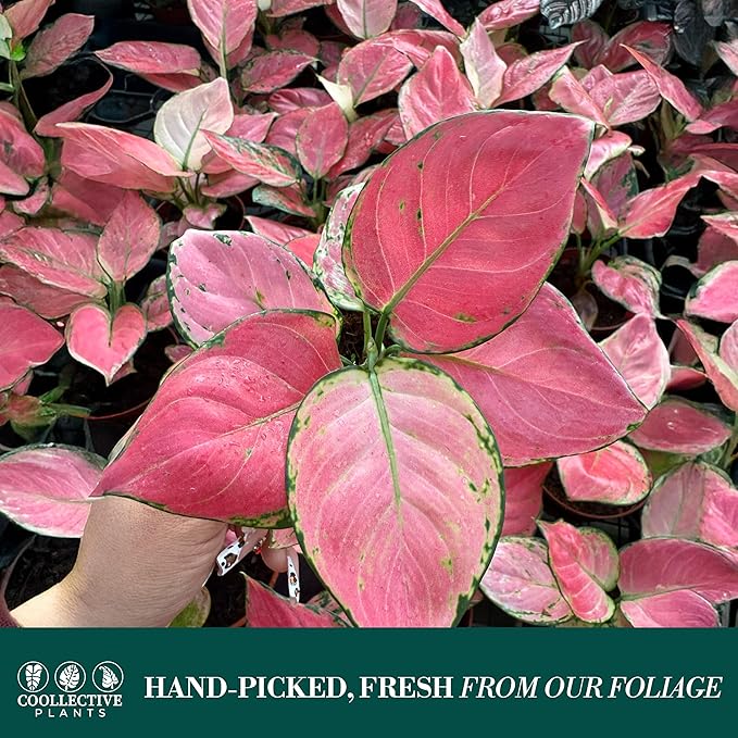 CoollectivePlants Aglaonema Geely Red – Live Plant in 4″ Grower’s Pot, Deep Red Variegated Chinese Evergreen, Easy Low Light Indoor Houseplant - Includes UniHeat Pack for Winter Protection