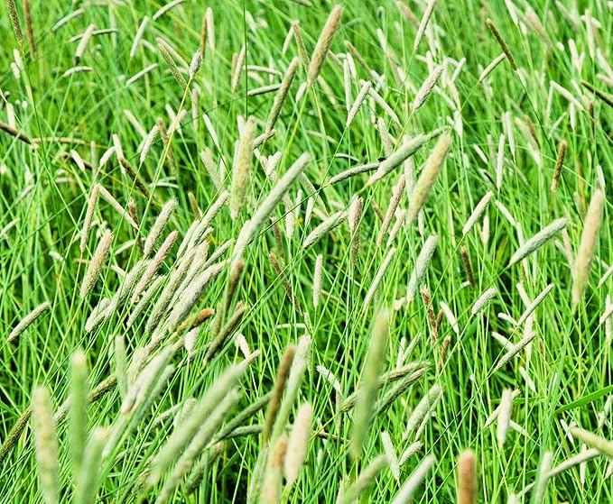 Climax Timothy Grass Seeds for Planting - Cover Crop, Hay Grass, Deer, Wildlife Food Plot Seed (8 Pounds)