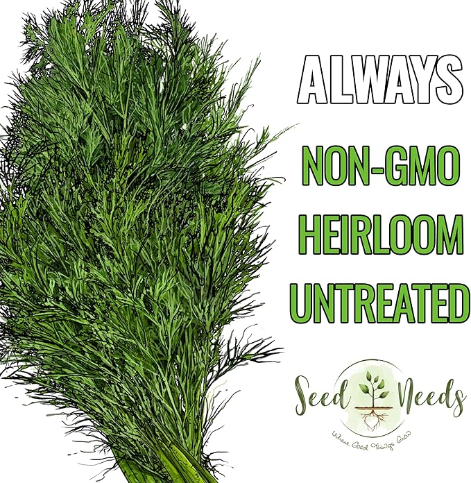 Seed Needs Dill Seeds for Planting Bouquet Herbs - Non-GMO Heirloom & Untreated Herb Seed to Plant a Home Grown Indoor / Outdoor Garden (2 Packs)