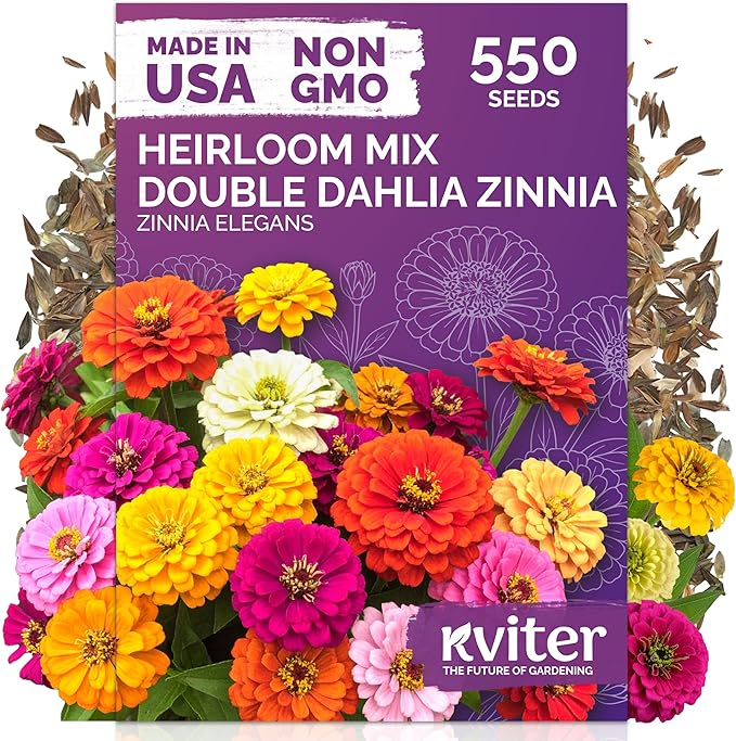 KVITER 550 Dahlia Zinnia Seeds for 2025 Mix (Zinnia Elegans) – Double Blooms, Heirloom & Organic – Flower Seeds for Planting Outdoors in Garden, Containers, Flower Beds. Ideal for Cut Flowers