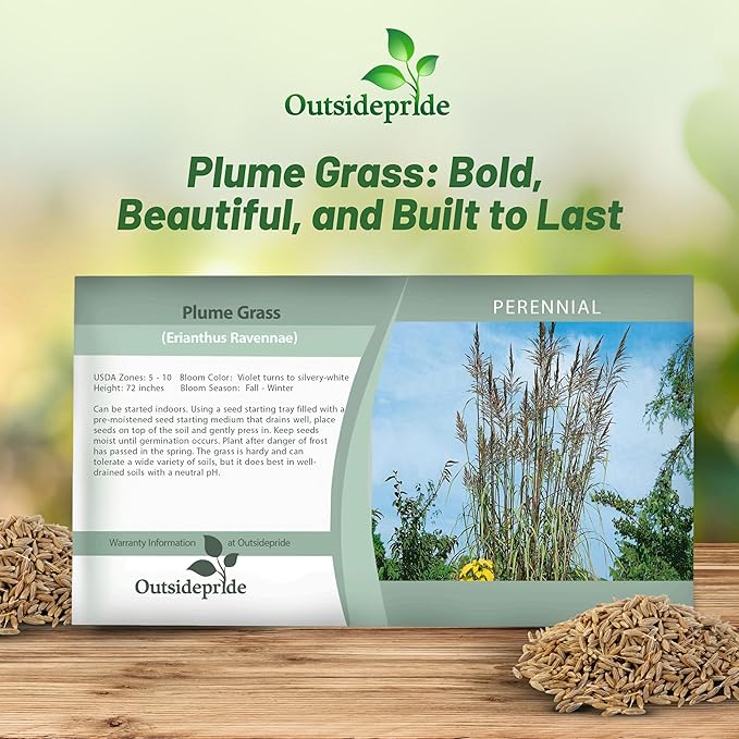 Outsidepride Erianthus Ravennae Plume Grass Seed - 500 Pcs Perennnial Hardy, Giant Ornamental Grass Seeds with Arching Gray-Green Leaves & Cream Plumes for Pampas Substitute