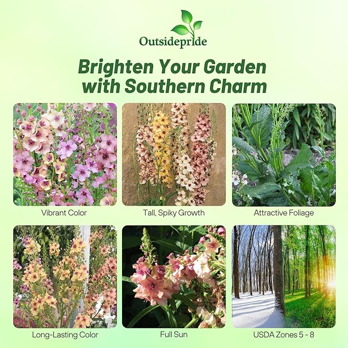 Outsidepride Southern Charm Mullein Seeds for Planting - 15 Pcs Self-Seeding, Perennial Heirloom Seeds for Planting Flowers, for Cut Flower Arrangements, Xeriscaping, Rock Gardens & Containers