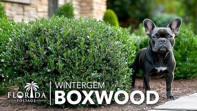 Winter Gem Boxwood | 20 Live Plants | Buxus microphylla Japonica ‘Winter Gem’ | Compact Evergreen Shrubs | Formal Garden Plants for Borders