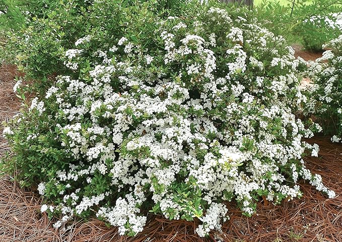 Viburnum Densa | 1 Extra Large 3 Gallon Plant | Viburnum Obovatum 'Densa' | Live Compact Evergreen Shrub | Low-Maintenance Privacy Plants for Landscaping
