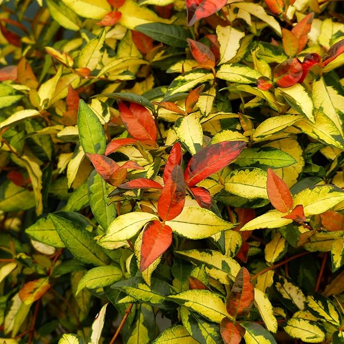 Jasmine Summer Sunset - 30 Live Plants - Trachelospermum Asiaticum - Colorful Groundcover Vine