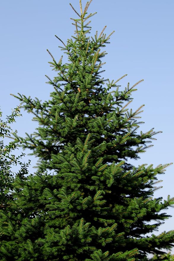 Norway Spruce Tree Seedlings Plugs | 6"-12" | Arbor Day Foundation (10-Pack)