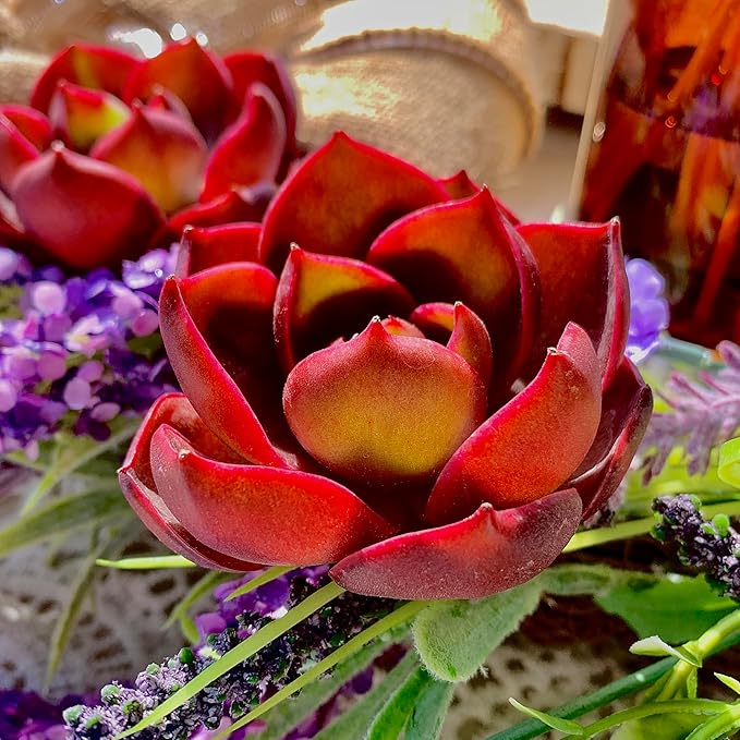 Succulent Plants Live Echeveria Red Lantern – Bright Red Rare Succulent, Easy Care Live Plant for Indoor Outdoor Home & Garden Decor