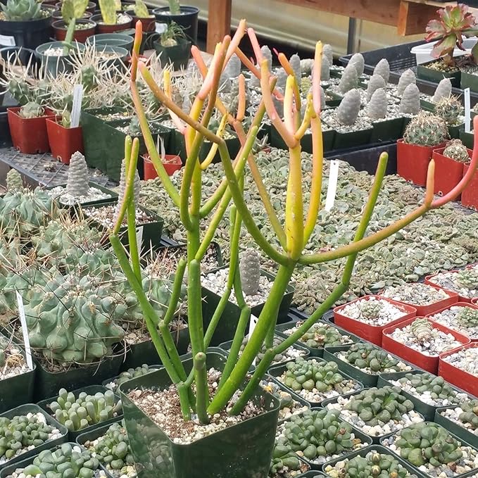 Pencil Cactus - Live Plant in a 4 Inch Pot - Euphorbia Tirucalli - Beautiful Indoor Succulent Houseplant