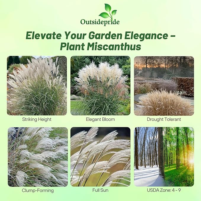 Outsidepride Early Hybrids Miscanthus Sinensis Seeds - 1,000 Pcs. Perennial, Drought & Heat Tolerant, Chinese Silver Ornamental Grass, Tall Growth, Low Maintenance for Landscaping & Privacy Screens