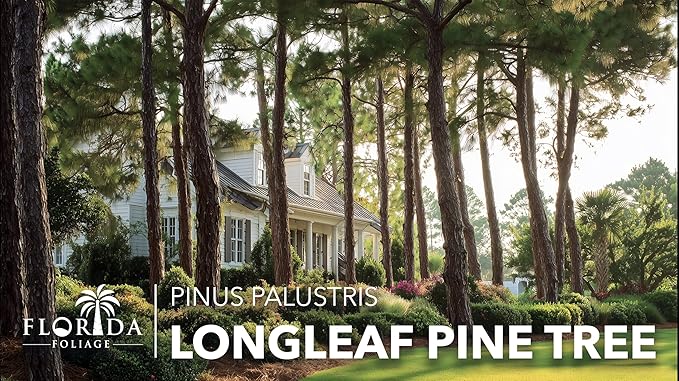 Longleaf Pine Tree | 2 Large Gallon Size Plants | Pinus Palustris | Fast Growing, Southern Yellow Evergreen, Ornamental Landscaping, Drought Tolerant, Native Habitat, Wildlife Friendly