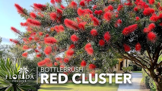 Red Cluster Bottlebrush | 20 Live Plants | Callistemon | Low Maintenance Shrub, Drought Tolerant, Vibrant Red Blooms, Evergreen Foliage, Hummingbird Magnet, Fast Growing, Ornamental Garden Accent
