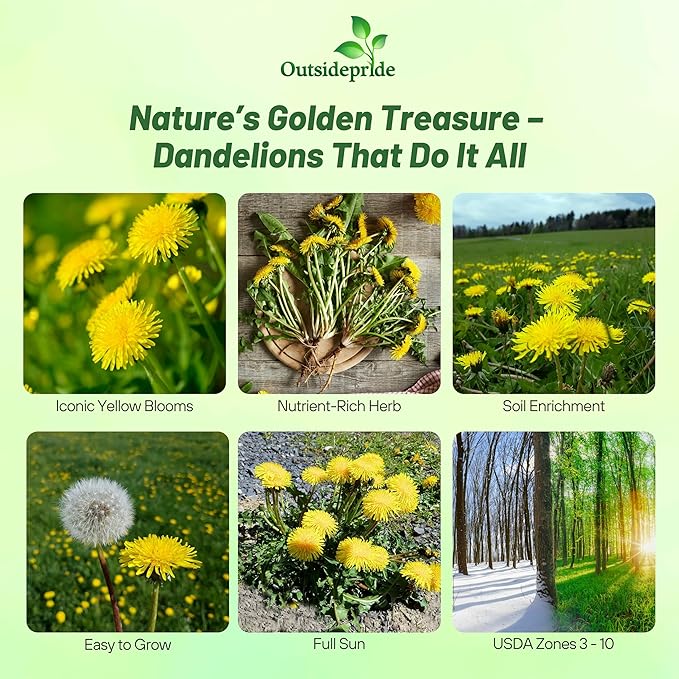 Outsidepride Dandelion Seeds for Planting - 5,000 Seeds Perennial, Easy to Grow & Drought Tolerant, Taraxacum Officinale Herb Seeds with Yellow Blooms for Edible Landscaping & Wildlife Attraction
